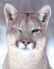 Cougar hunter's Avatar