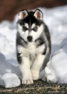 Siberian Husky's Avatar