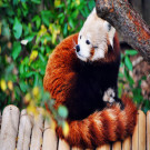 RedPanda's Avatar