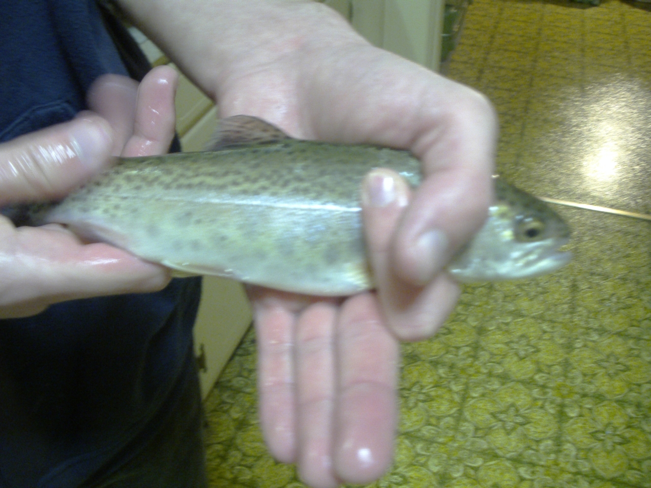 Name:  kentucky rainbow trout.jpg
Views: 1036
Size:  816.3 KB