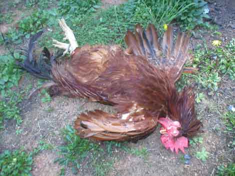 Name:  rooster1.jpg
Views: 256
Size:  55.6 KB