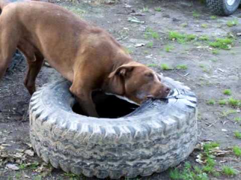 Name:  hqdefault.jpg
Views: 1033
Size:  22.4 KB