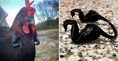 Name:  chicken_REX.jpg
Views: 752
Size:  45.2 KB