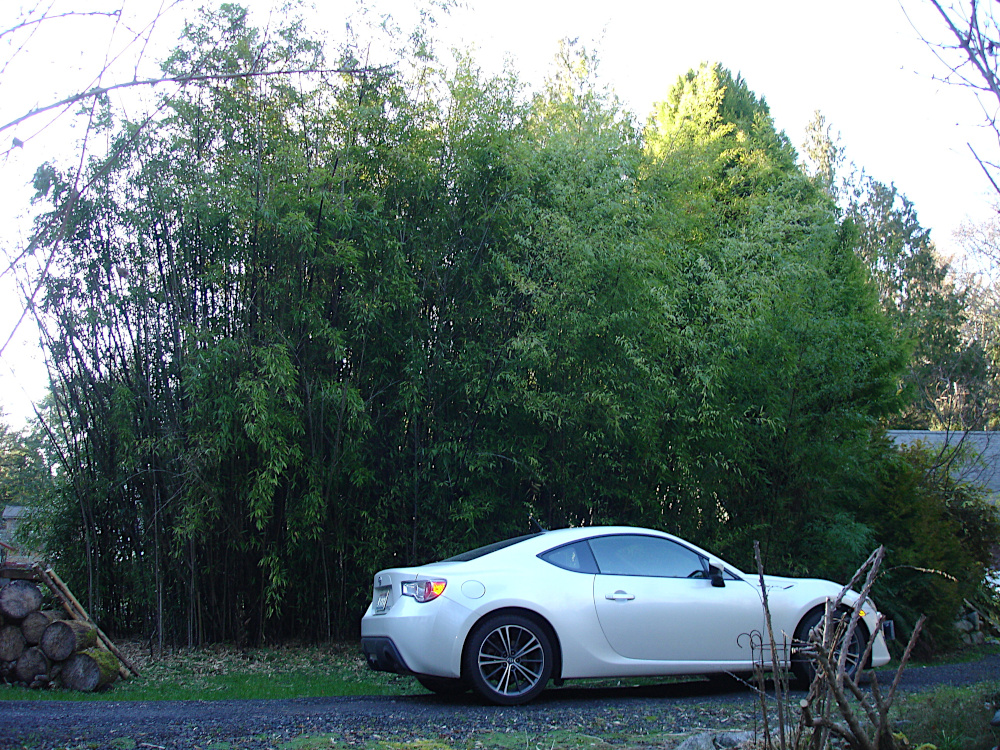 Name:  bamboo_th.jpg
Views: 409
Size:  589.6 KB