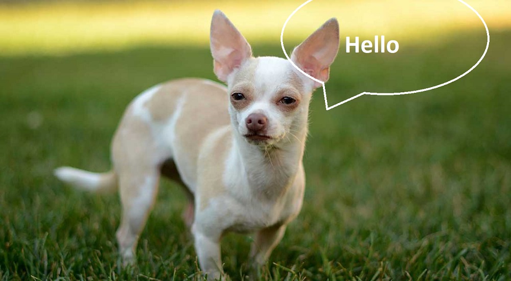 Name:  Chihuahua-dog-32-3420902102.jpg
Views: 270
Size:  115.7 KB
