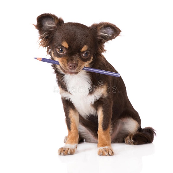 Name:  chihuahua-puppy-holding-pencil-brown-posing-white-59461069-3124338846.jpg
Views: 154
Size:  63.8 KB