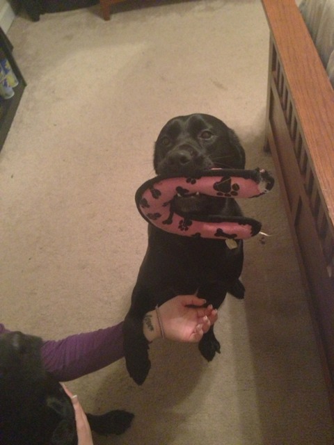 Name:  ImageUploadedByTapatalk1361675672.436554.jpg
Views: 777
Size:  61.3 KB