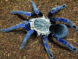 Name:  spiders.jpg
Views: 359
Size:  19.5 KB