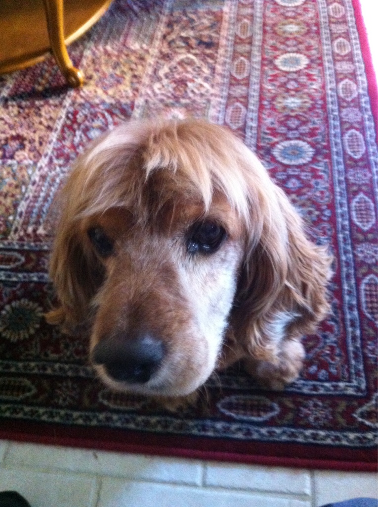 Name:  ImageUploadedByTapatalk1405784645.332259.jpg
Views: 979
Size:  378.1 KB