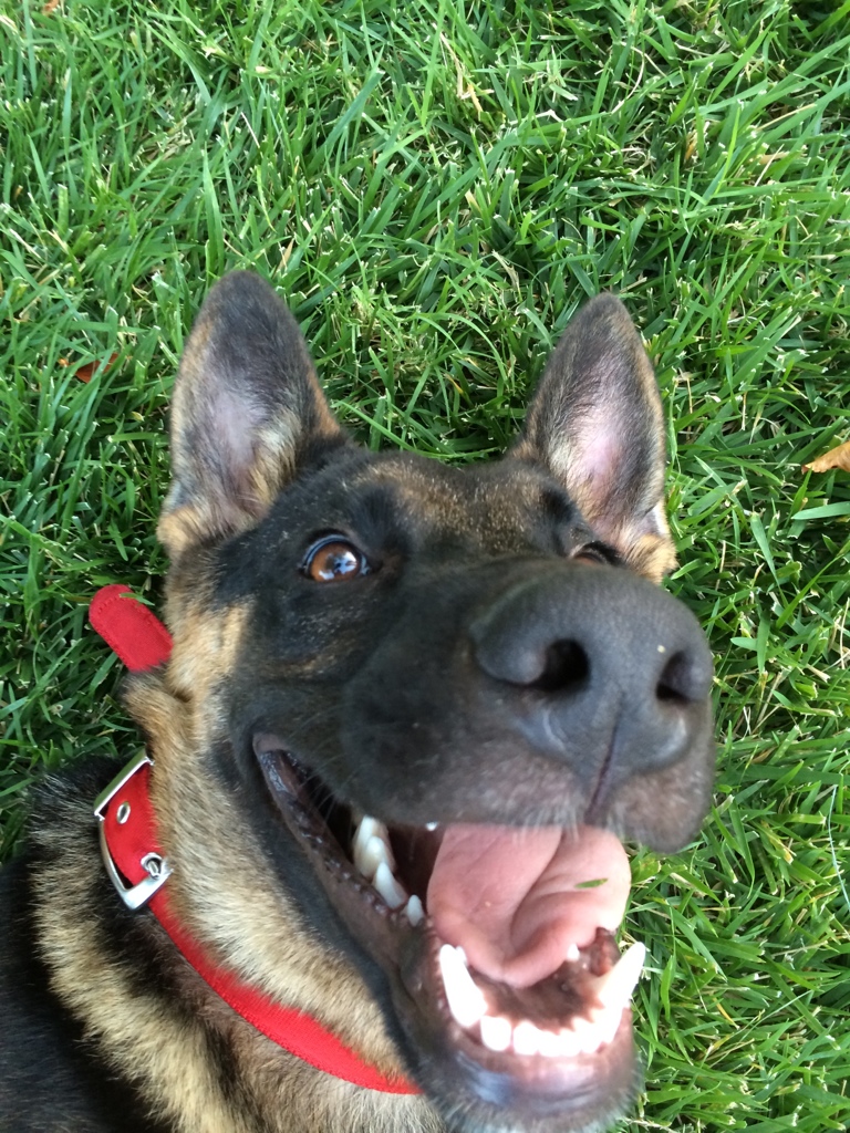 Name:  ImageUploadedByTapatalk1405789986.490174.jpg
Views: 806
Size:  487.2 KB