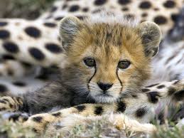 Name:  cheetah.jpg
Views: 927
Size:  9.9 KB