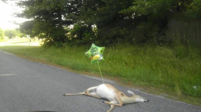 Name:  Are-People-Really-Tying-Get-Well-Soon-Balloons-To-Roadkill-.jpg
Views: 493
Size:  49.0 KB