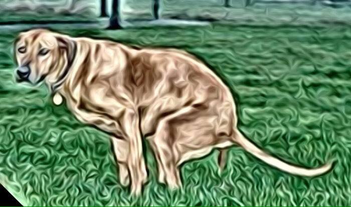 Name:  Dog taking shit with paint filter.jpg
Views: 625
Size:  46.8 KB