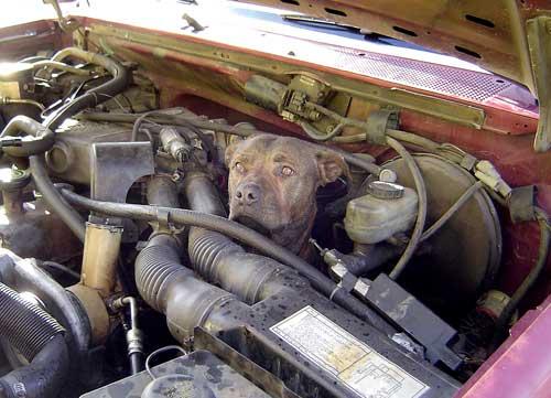 Name:  PitbullTruckEngine.jpg
Views: 3227
Size:  38.3 KB