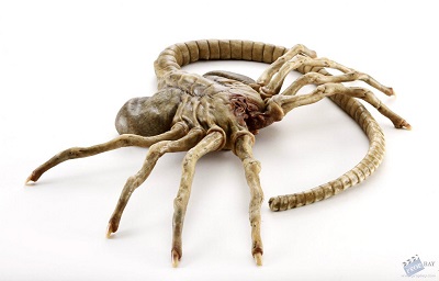 Name:  2268d1327514412-hero-silicone-facehugger-avp_facehugger_hero_silicone_2.jpg
Views: 1546
Size:  26.1 KB