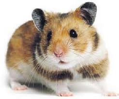 Name:  Hamster.jpg
Views: 244
Size:  6.6 KB