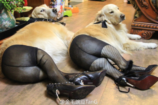 Name:  dogs-in-pantyhose.jpg
Views: 380
Size:  171.1 KB